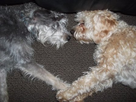 copper and scout heart